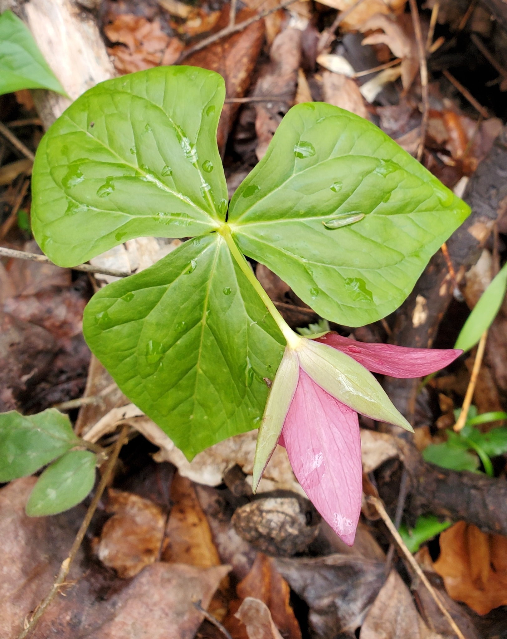 Imagem de Trillium vermelho