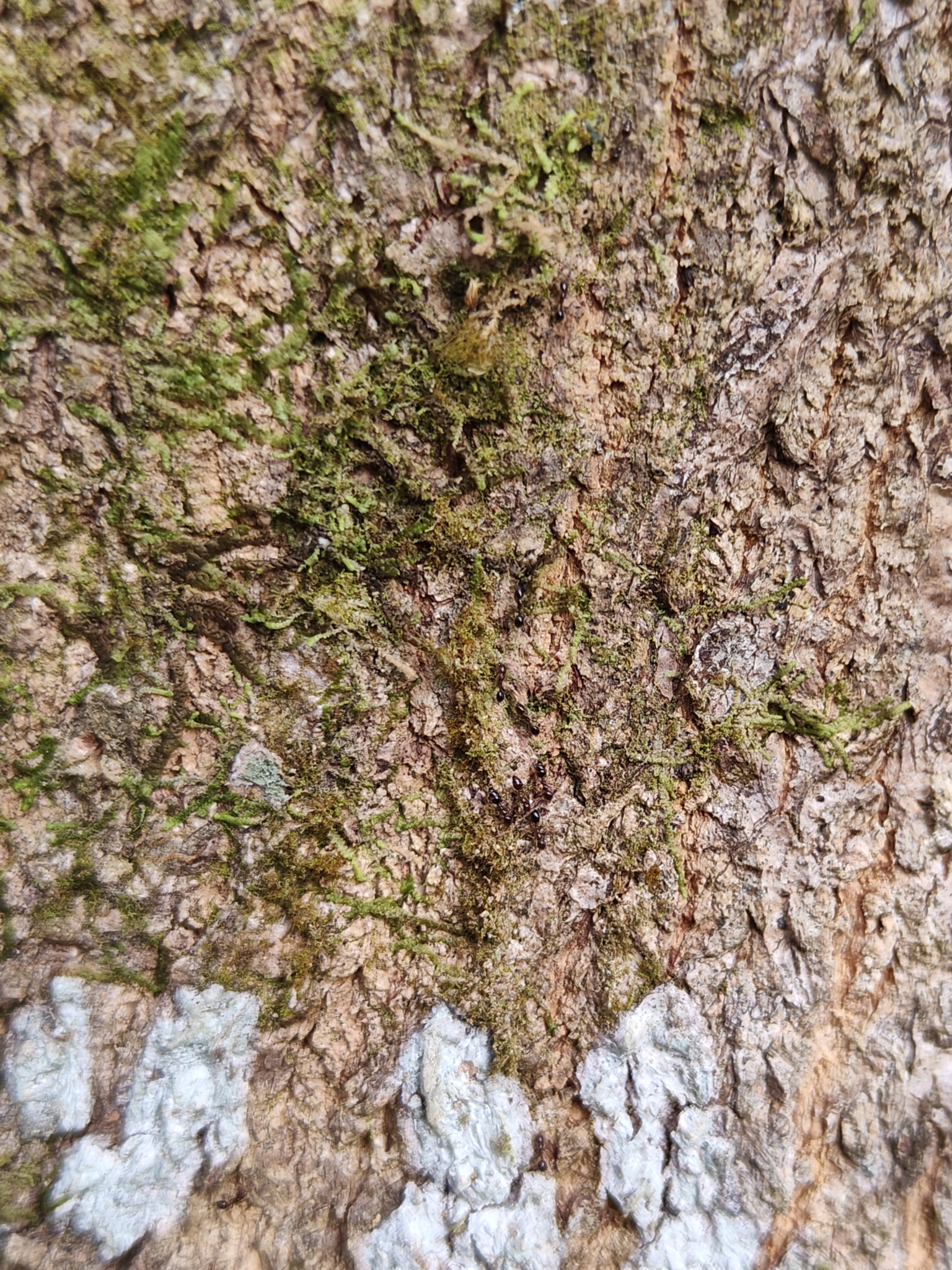 Solenopsis picea