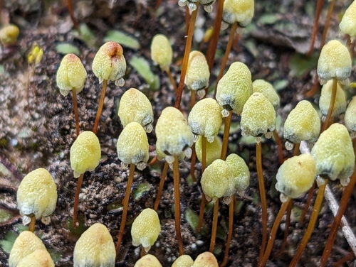 Image of Asterellopsis palmeri by (c) Ken-ichi Ueda, some rights reserved (CC BY)