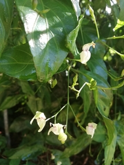 Justicia campylostemon