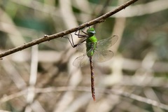 Anax concolor