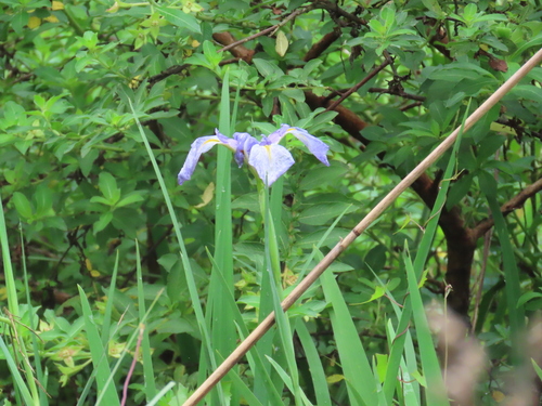 Image of Iris savannarum by (c) Viktor, some rights reserved (CC BY)
