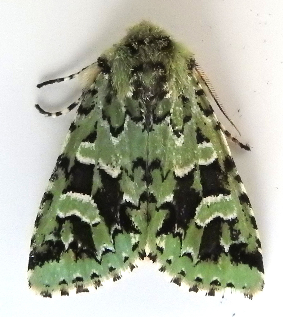 Amphipyrinae