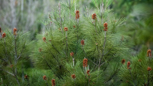 Pinus cubensis, 2024-02-16