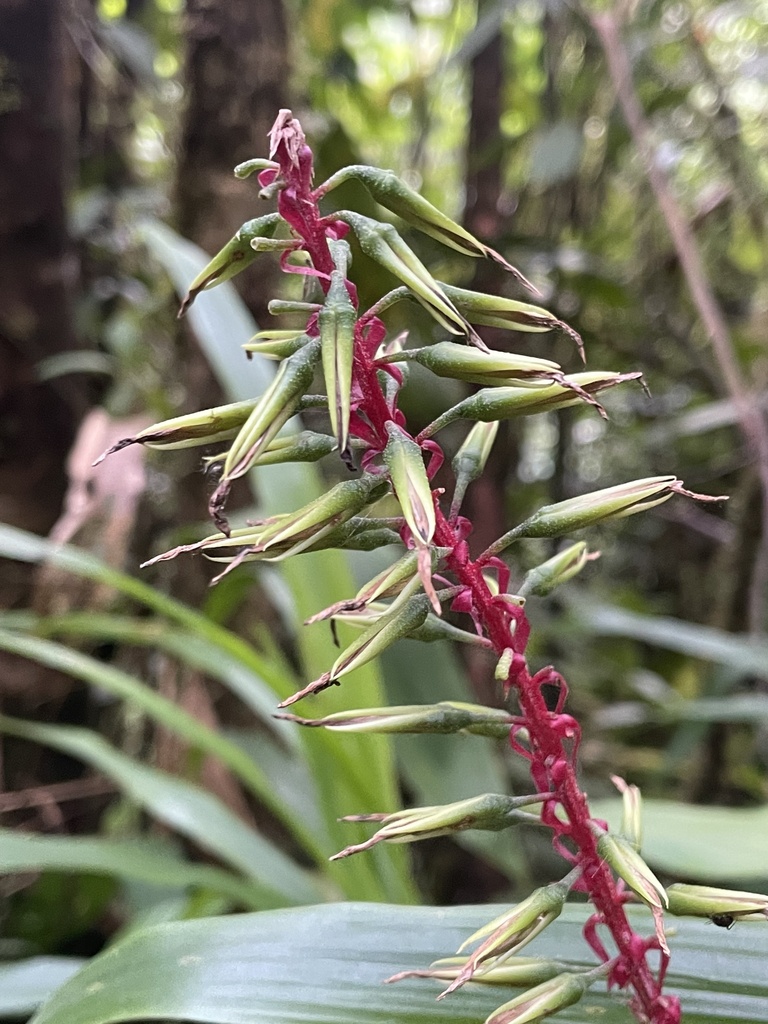 Pitcairnia bicolor