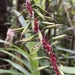 Pitcairnia bicolor - Photo (c) Larry Chen, algunos derechos reservados (CC BY-NC), subido por Larry Chen