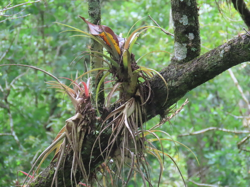 Image of Tillandsia variabilis by (c) Viktor, some rights reserved (CC BY)