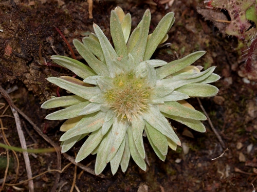 Carpetanisch viltkruid (Filago carpetana)