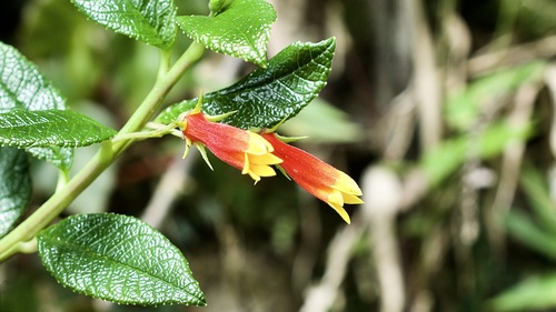 Siphocampylus manettiiflorus, photograph 4