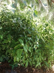 Justicia campylostemon