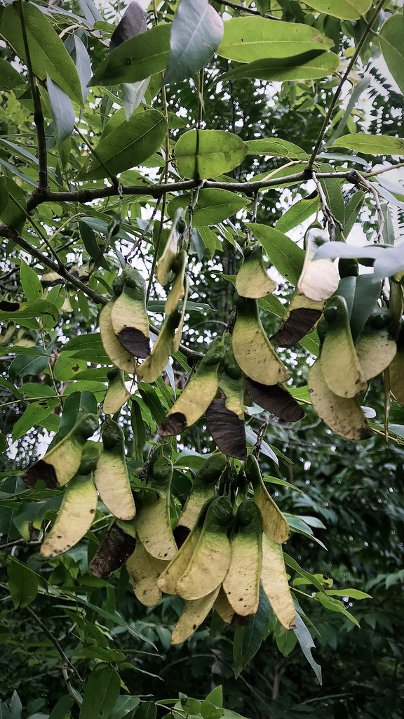 Machaerium acutifolium