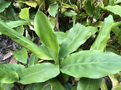 Alpinia mutica