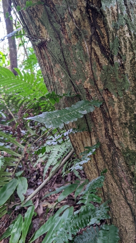 Arthropteris palisotii (Arthropteris palisotii)