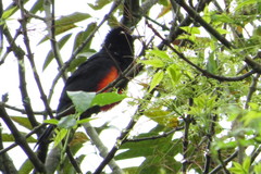 Hypopyrrhus pyrohypogaster