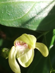 Justicia campylostemon