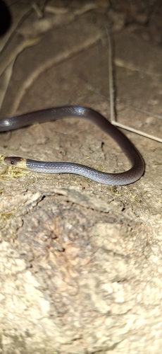 Pacific Longtail Snake