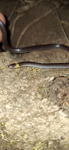 Pacific Longtail Snake