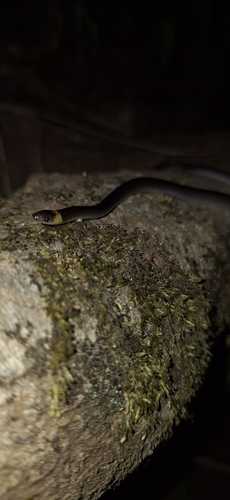 Pacific Longtail Snake