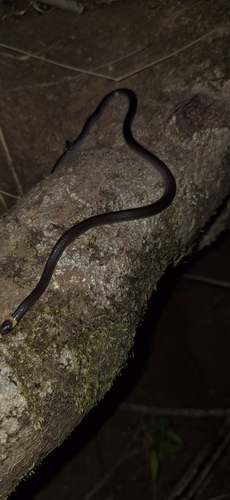 Pacific Longtail Snake
