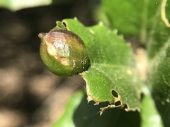 Callirhytis perfoveata