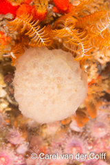 Aplidium circulatum