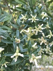 Baccharis heterophylla