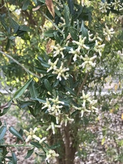 Baccharis heterophylla