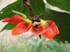Erythrina breviflora