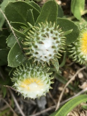 Grindelia stricta platyphylla