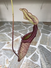 Nepenthaceae