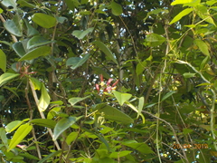 Bauhinia jenningsii
