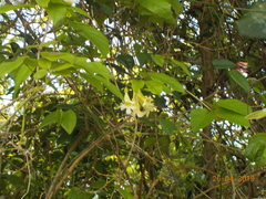 Chiococca alba