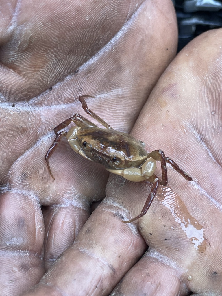 Strengeriana fuhrmanni