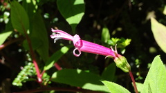 Centropogon gutierrezii image