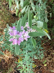Salvia hierosolymitana