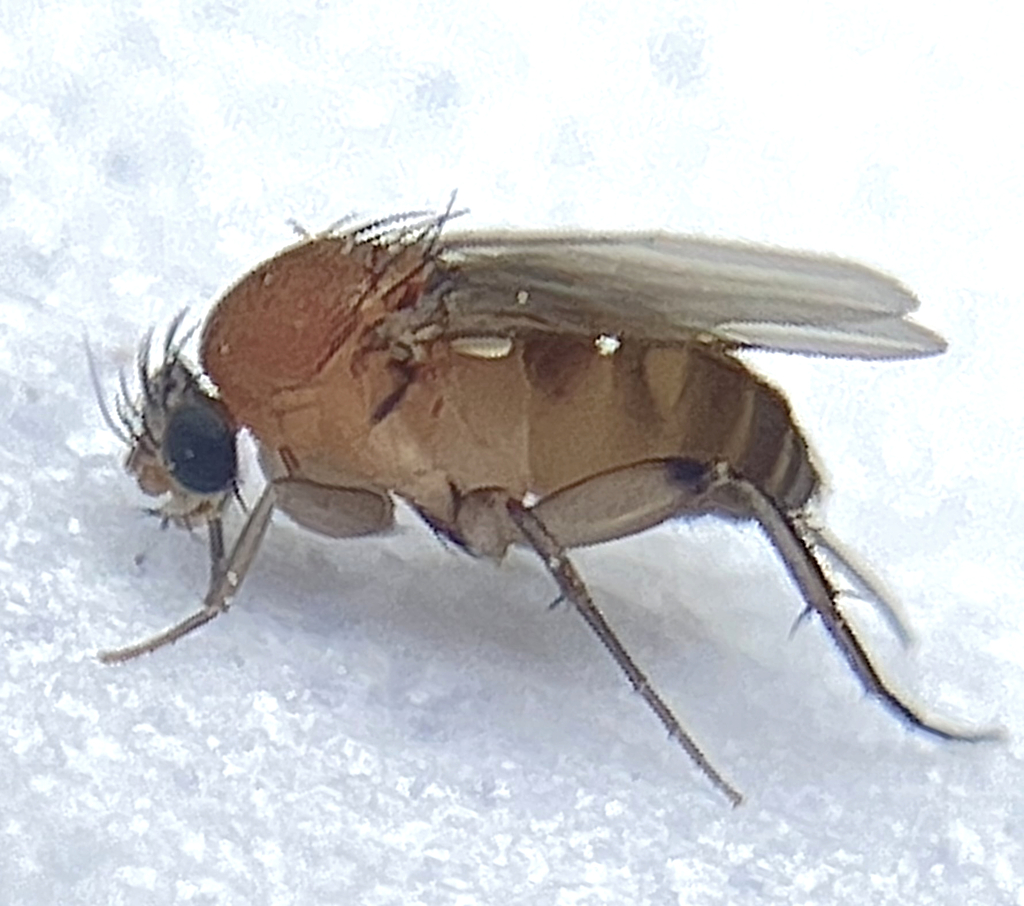 Megaselia ruficornis