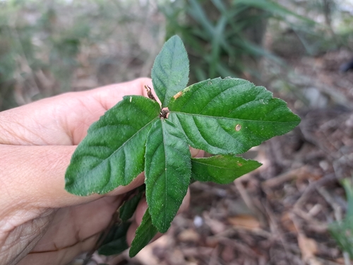 Ardisia pusilla iNat (3)
