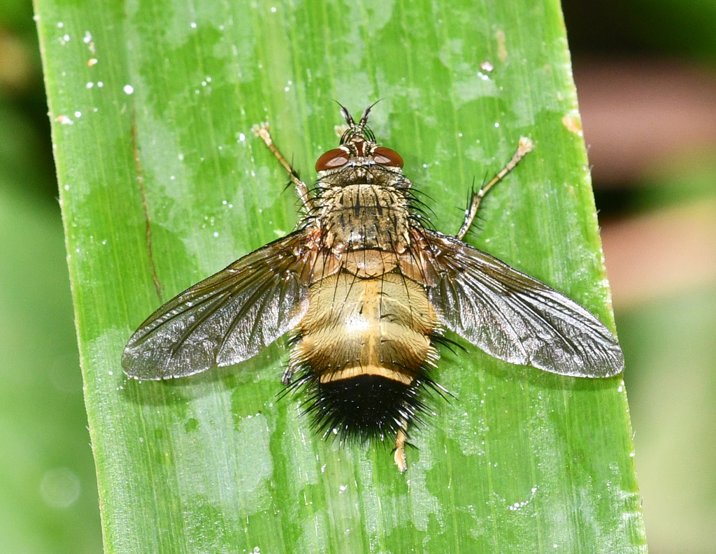 Zonoepalpus testaceus