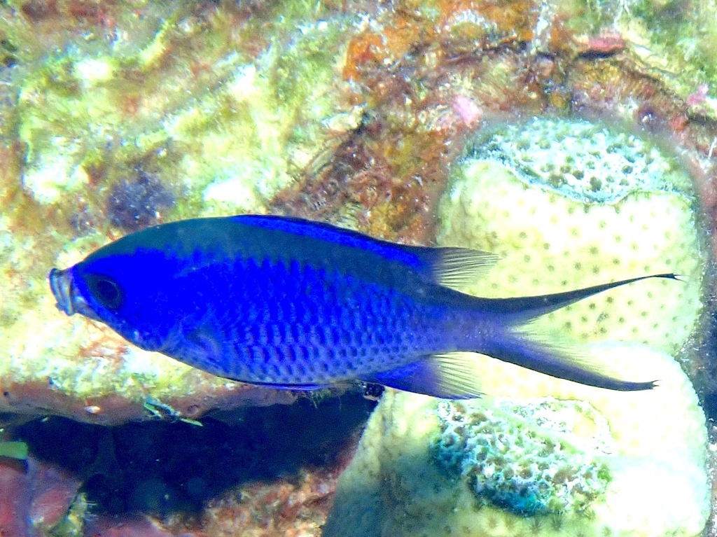 Blue Chromis