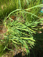 Bromus hordeaceus hordeaceus