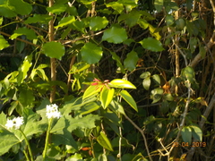 Bauhinia jenningsii