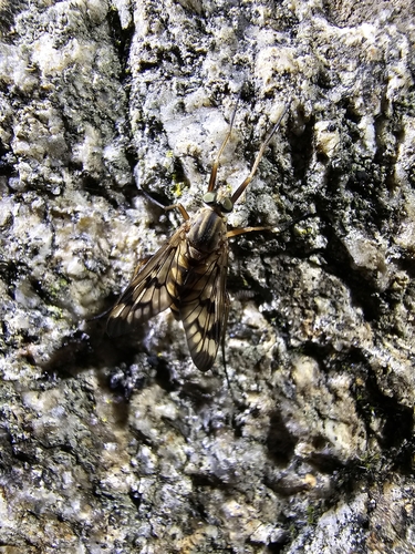 Rhagio atlanticus