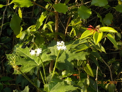 Cnidoscolus aconitifolius