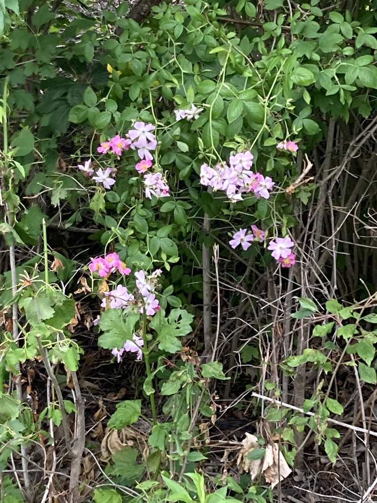 roses from Wolf Creek Park, Fremont, OH, US on June 14, 2017 at 09:27