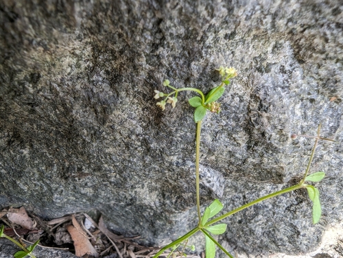 Galium trachyspermum iNat (2)