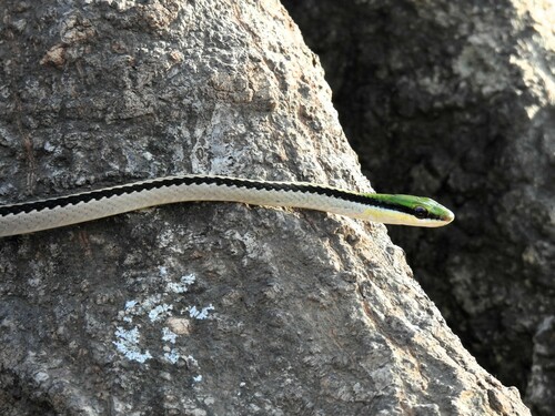 Striped Lowland Snake, Leptodrymus pulcherrimus