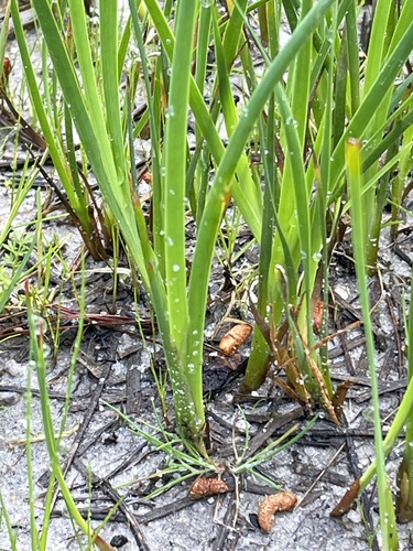 Brownhead Rush foliage