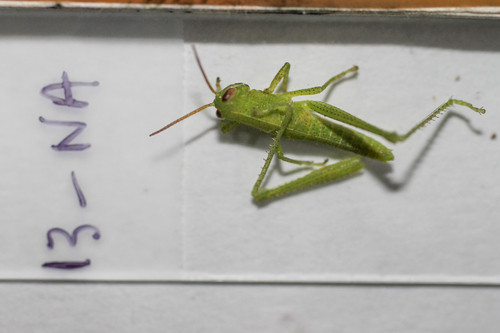 Bird Grasshopper photo 4