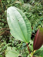 Meriania nobilis