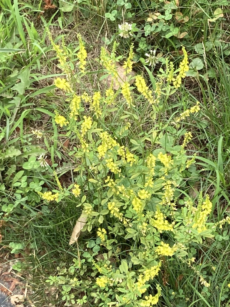 Yellow Sweetclover from Wolf Creek Park, Fremont, OH, US on June 14